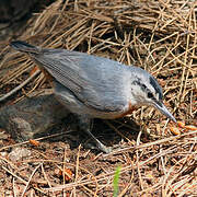 Krüper's Nuthatch