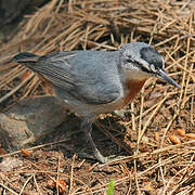 Krüper's Nuthatch