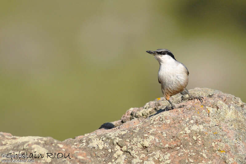 Western Rock Nuthatchadult, close-up portrait