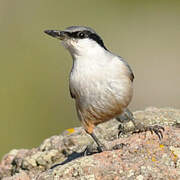 Western Rock Nuthatch