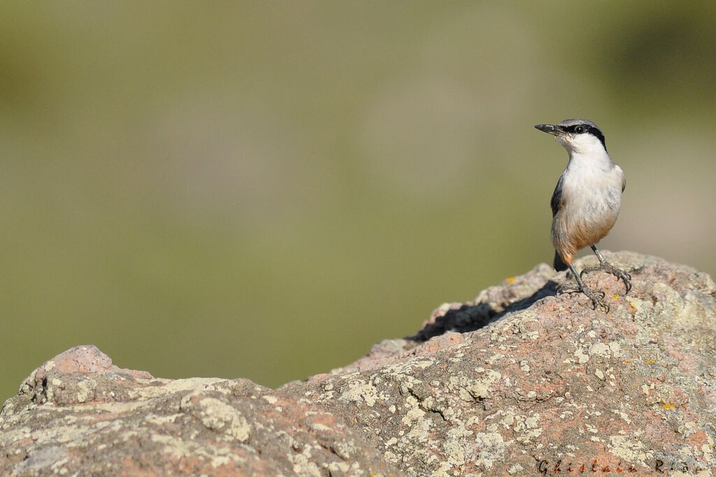 Western Rock Nuthatch