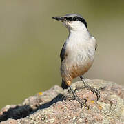 Western Rock Nuthatch