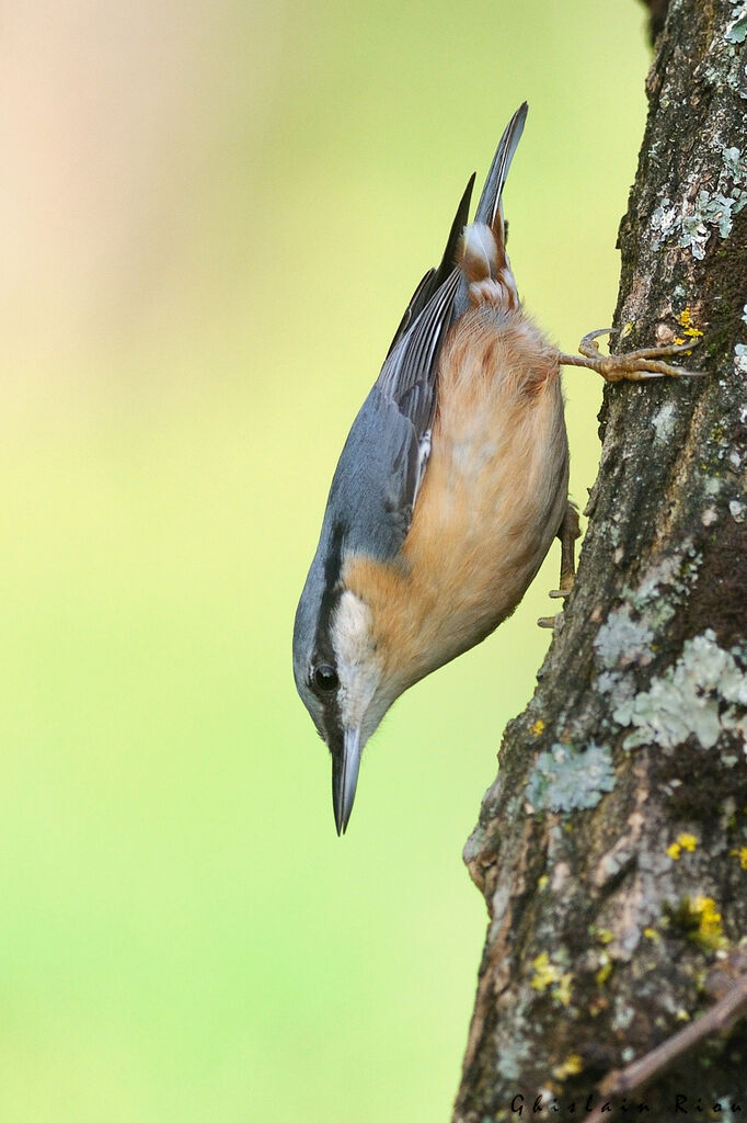 Eurasian Nuthatch