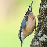 Eurasian Nuthatch