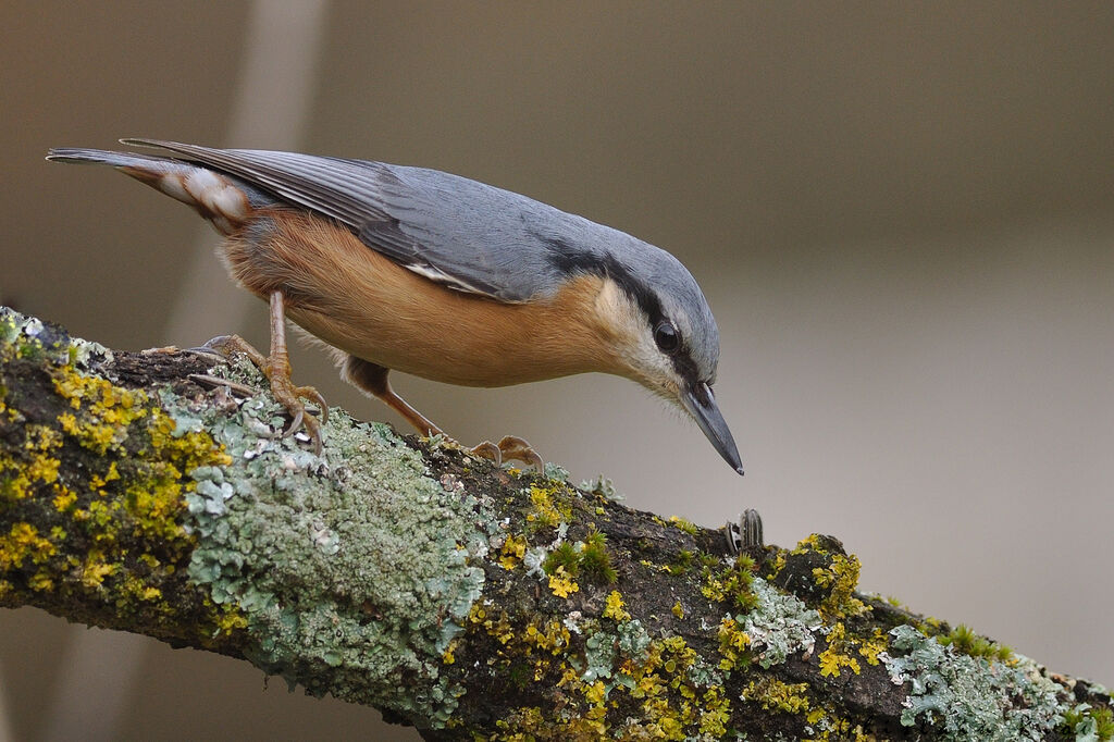 Eurasian Nuthatch