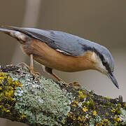 Eurasian Nuthatch