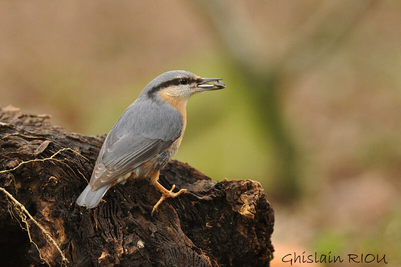 Eurasian Nuthatch male