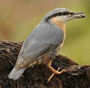 Eurasian Nuthatch