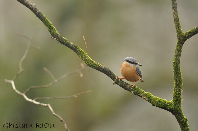 Eurasian Nuthatch male