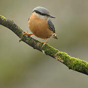 Eurasian Nuthatch