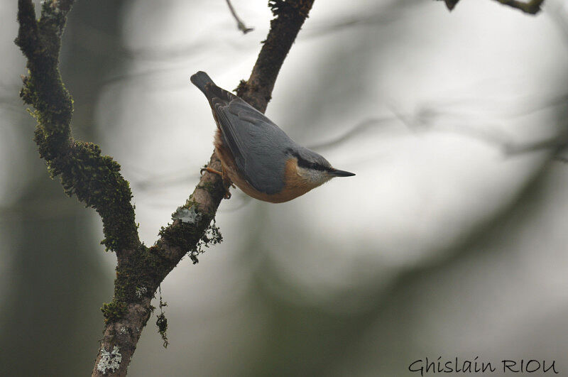 Eurasian Nuthatch male