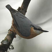 Eurasian Nuthatch