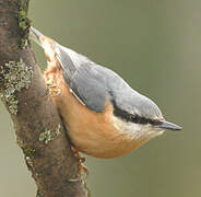 Eurasian Nuthatch