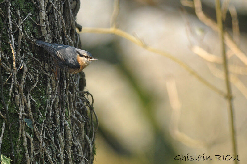 Eurasian Nuthatch male