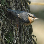 Eurasian Nuthatch