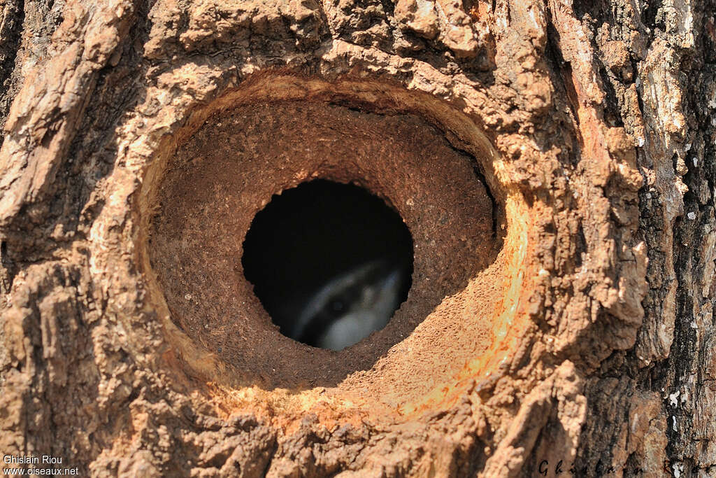 Eurasian Nuthatchadult, Reproduction-nesting, Behaviour