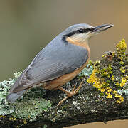 Eurasian Nuthatch