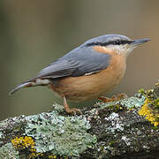 Eurasian Nuthatch