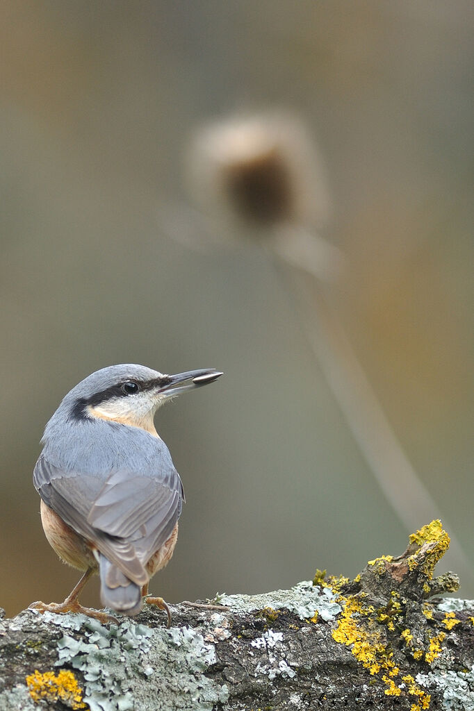 Eurasian Nuthatch