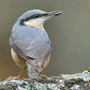 Eurasian Nuthatch