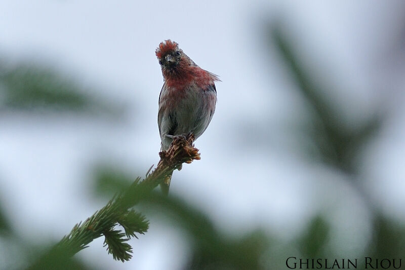 Lesser Redpoll male adult