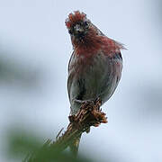 Lesser Redpoll