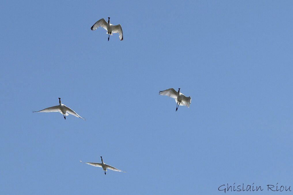 Eurasian Spoonbill