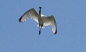 Eurasian Spoonbill