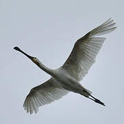 Eurasian Spoonbill