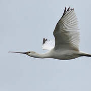 Eurasian Spoonbill