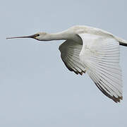 Eurasian Spoonbill