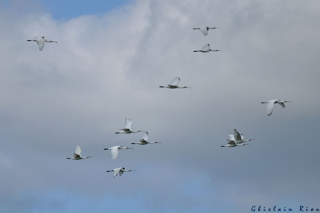 Eurasian Spoonbill, Flight