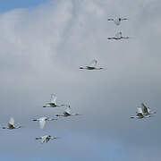 Eurasian Spoonbill