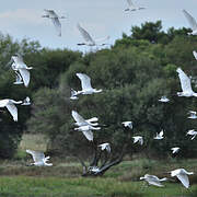 Eurasian Spoonbill