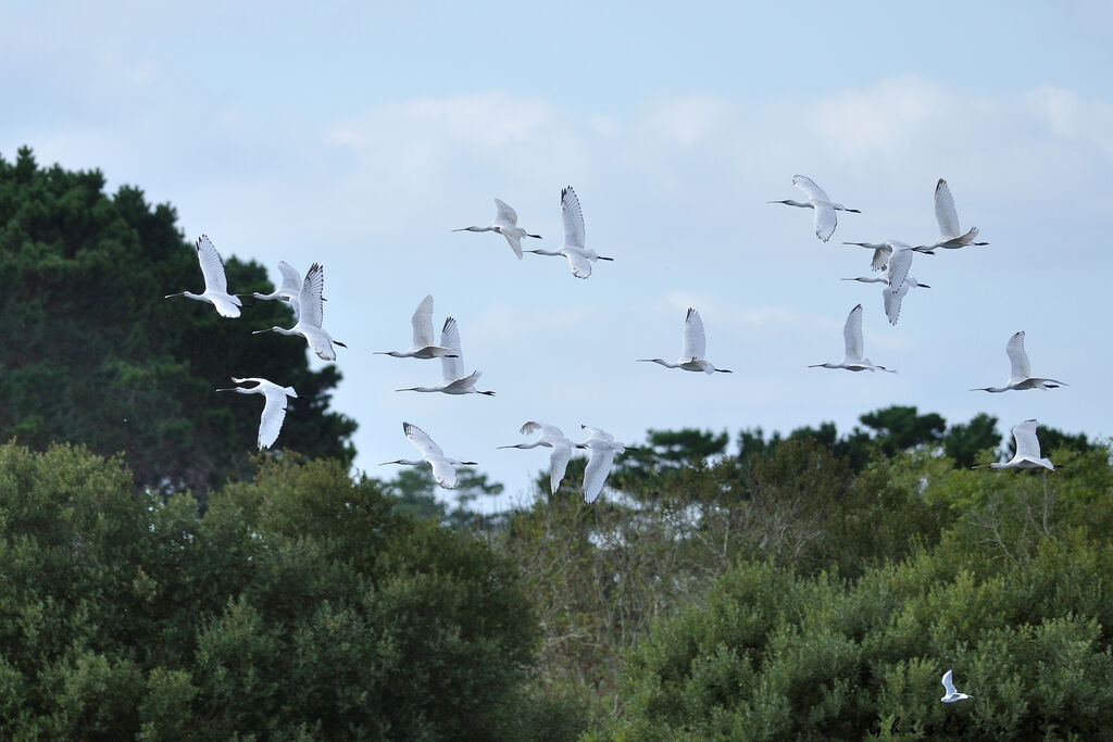 Eurasian Spoonbill, Flight