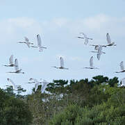 Eurasian Spoonbill