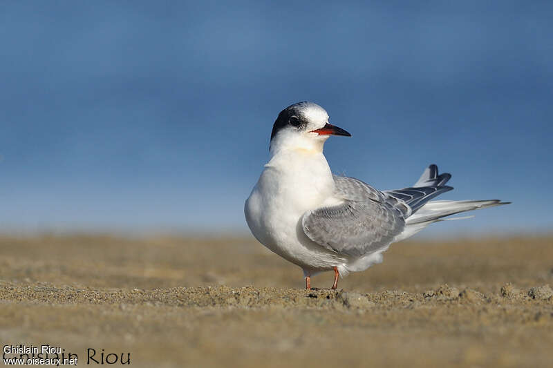 Arctic Ternimmature, identification