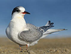 Arctic Tern