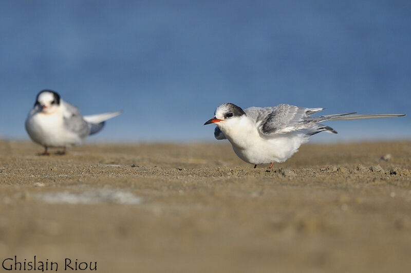 Arctic Tern