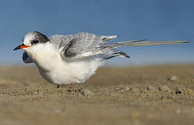 Arctic Tern