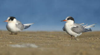 Arctic Tern