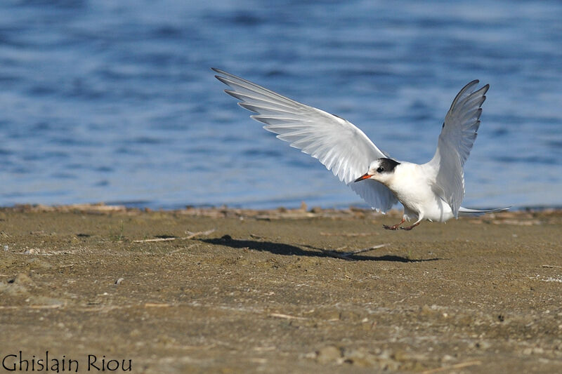 Arctic Tern