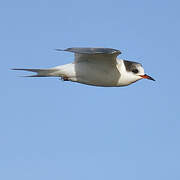 Arctic Tern