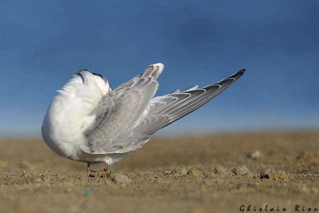 Arctic TernFirst year