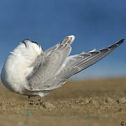 Arctic Tern