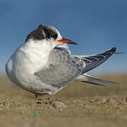 Arctic Tern