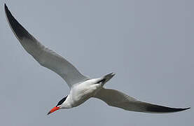 Caspian Tern