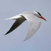 Caspian Tern