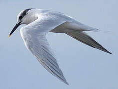 Sandwich Tern