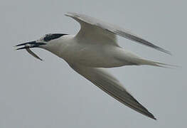 Sandwich Tern